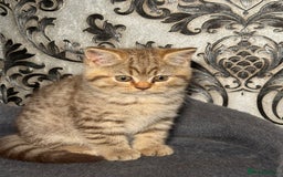 British Shorthair cats for sale: British shorthair kittens  - Image 3