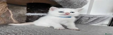 British Shorthair Kitten 2