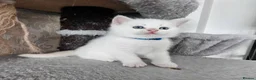 British Shorthair cats for sale: Rare BSH Colourpointed kittens - Advert 20