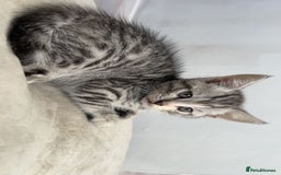 Mixed Breed cats for sale: 4 stunning kittens left  - Image 9