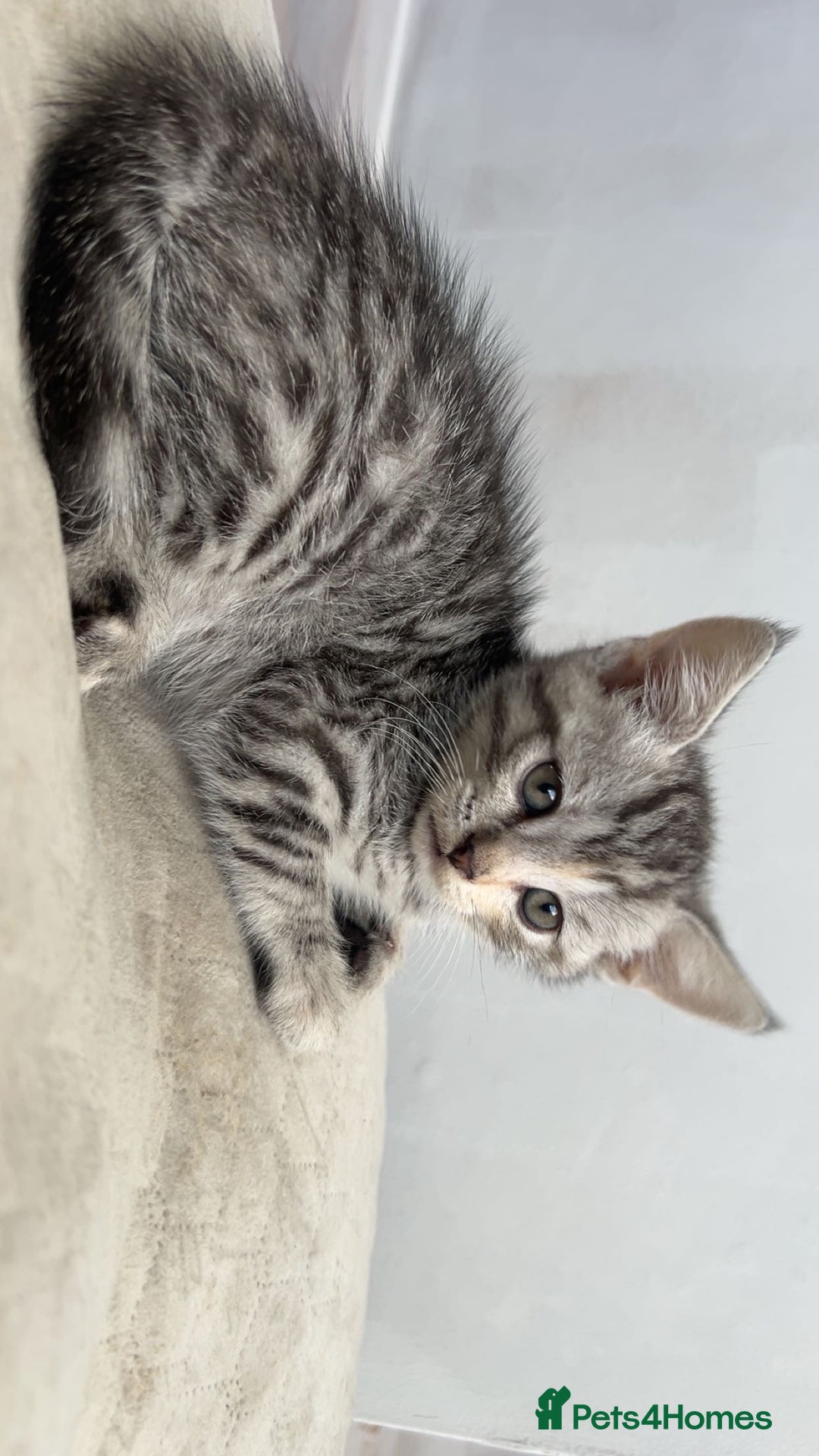 Mixed Breed cats for sale: 4 stunning kittens left  - Image 9