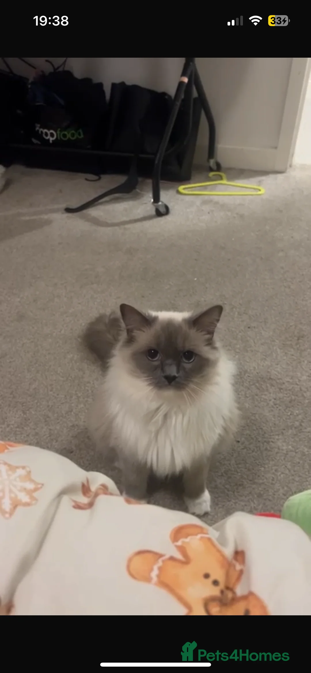 Ragdoll cats for sale: Un spayed female ragdoll  - Advert 3