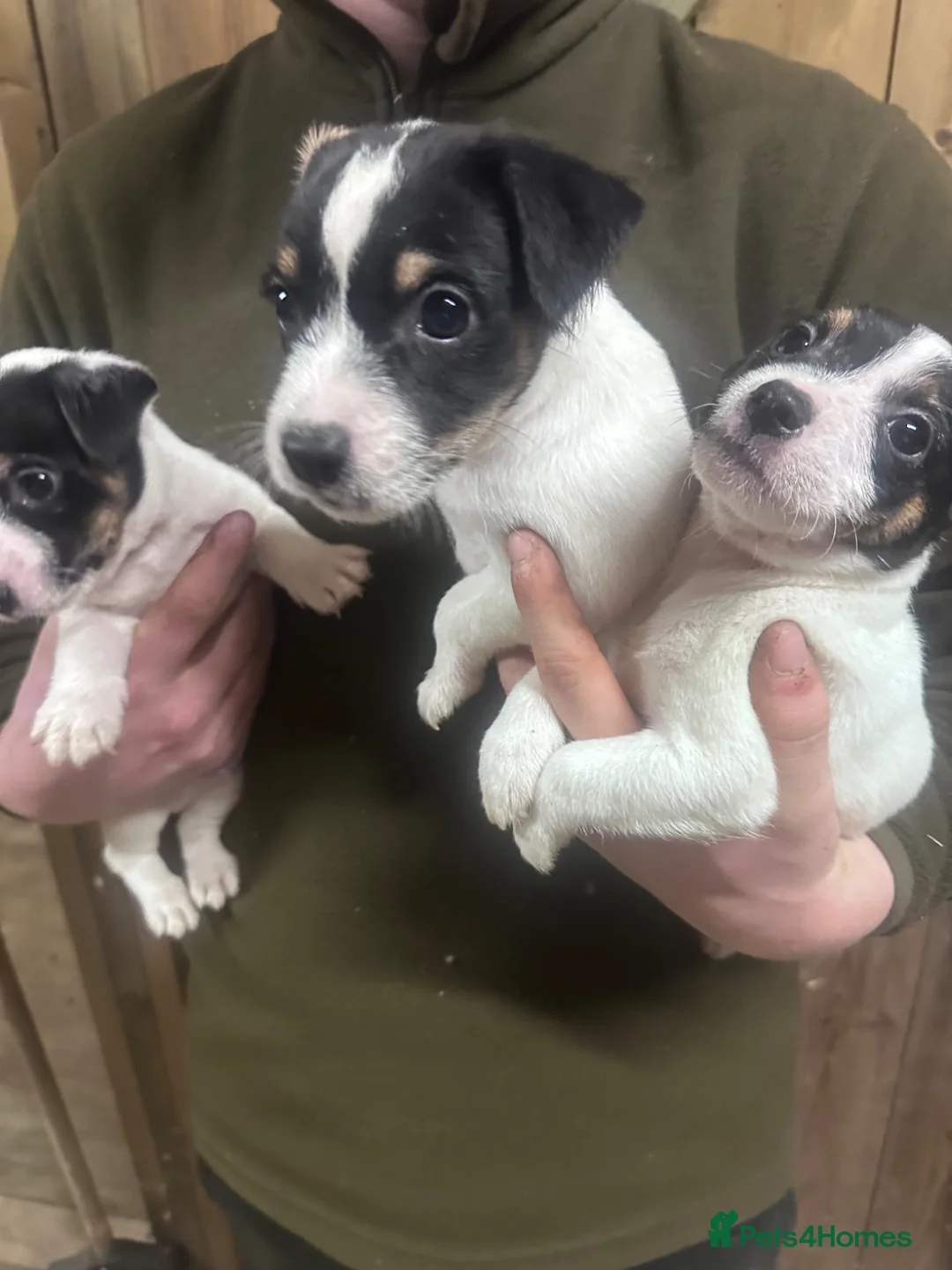Jack Russell dogs for sale: Traditional jackrussel puppies - Advert 2