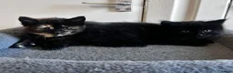 Mixed Breed cats for sale: 4 kittens  - Advert 6