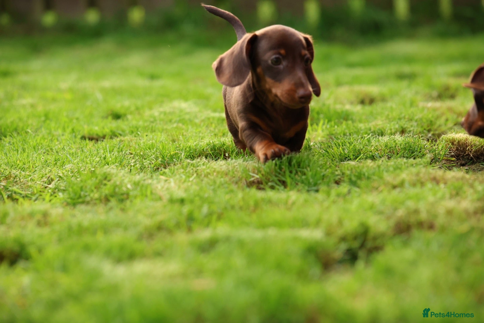 Miniature Dachshund dogs Miniature dachshund  - Advert 1