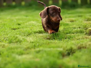 Miniature Dachshund dogs Miniature dachshund - Advert 1