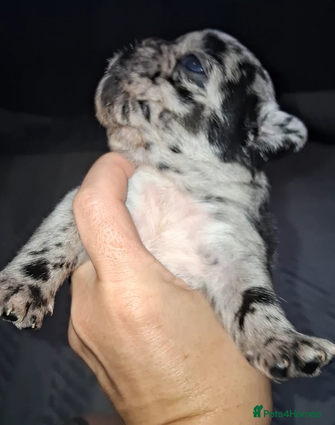 French Bulldog dogs for sale: 8 stunning french bulldogs - Advert 18