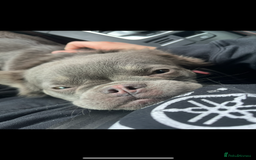 French Bulldog dogs for sale: 💗Fraya the fluffy frenchie 💗 - Image 2