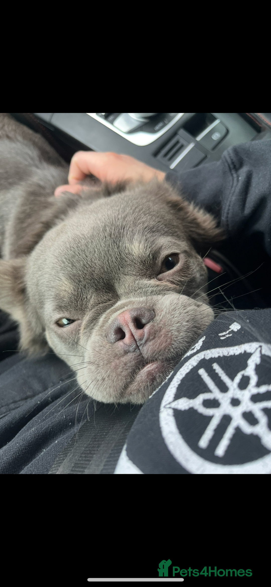 French Bulldog dogs for sale: 💗Fraya the fluffy frenchie 💗 - Image 2