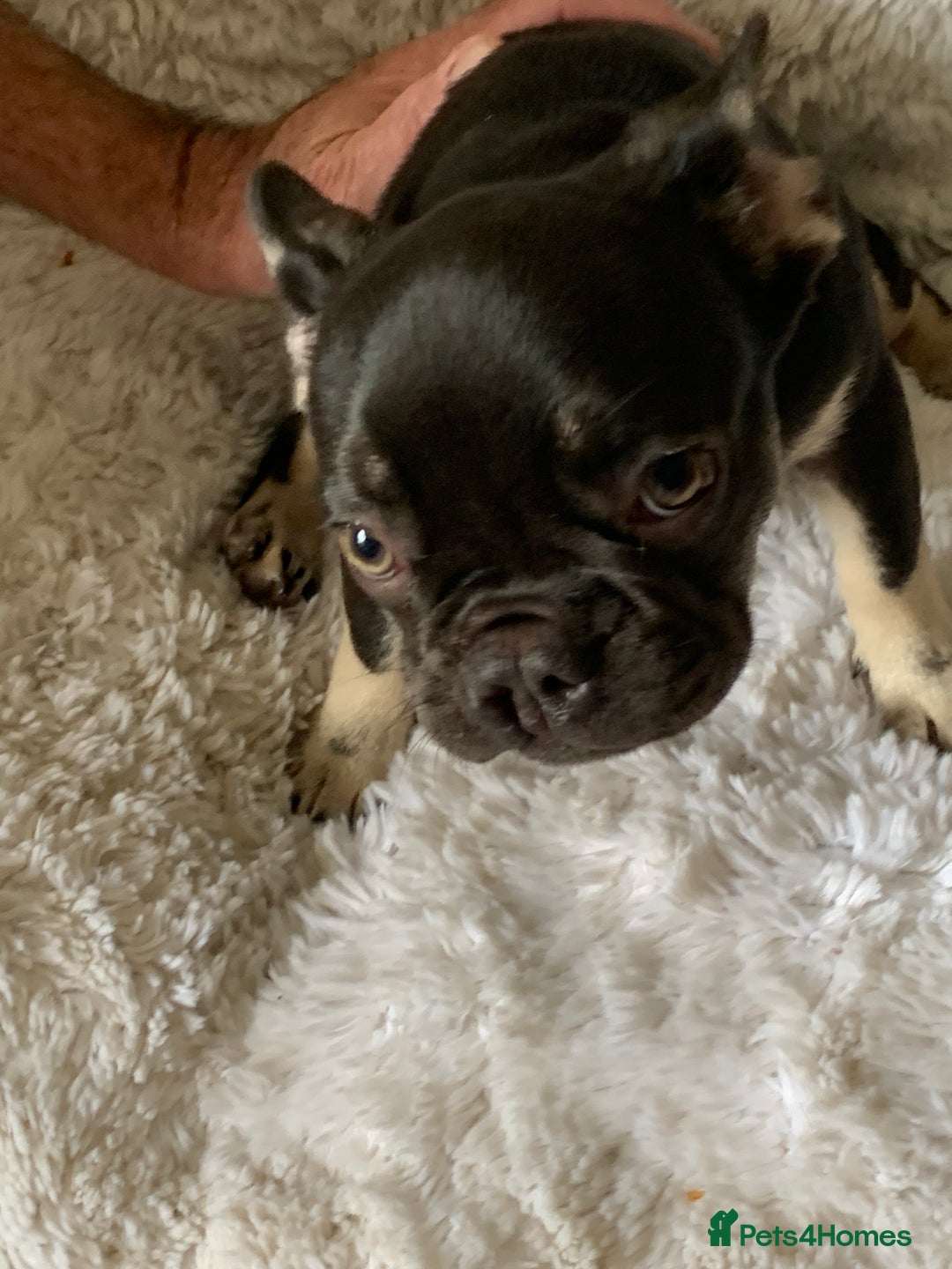 French Bulldog dogs for sale: Chocolate French Bulldog Puppy  - Image 5