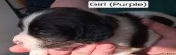 English Springer Spaniel dogs for sale: English Springer Spaniel Puppies - Advert 15