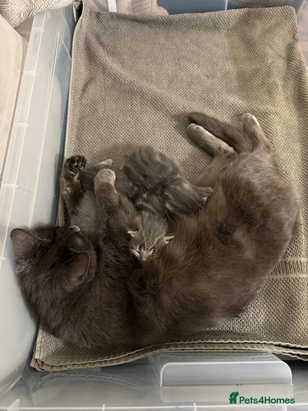 Mixed Breed cats for sale: Mixed grey tabby & British short hair male  - Advert 7