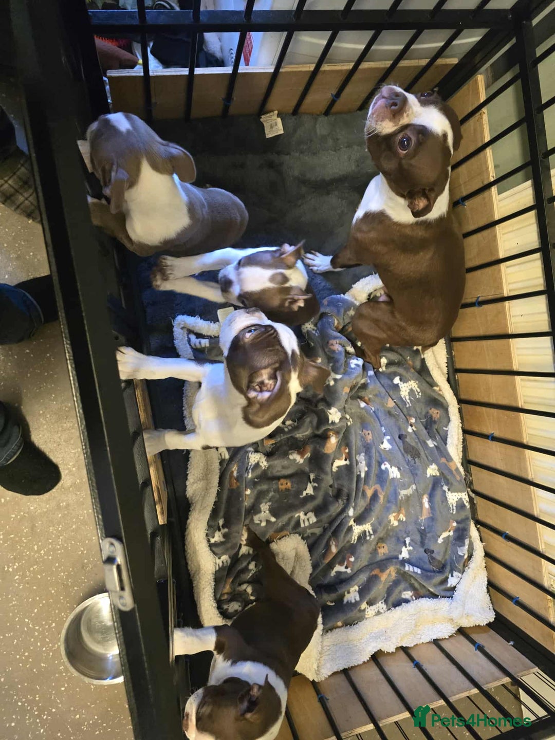 Boston Terrier dogs for sale: Beautiful Family Bostons  - Advert 8