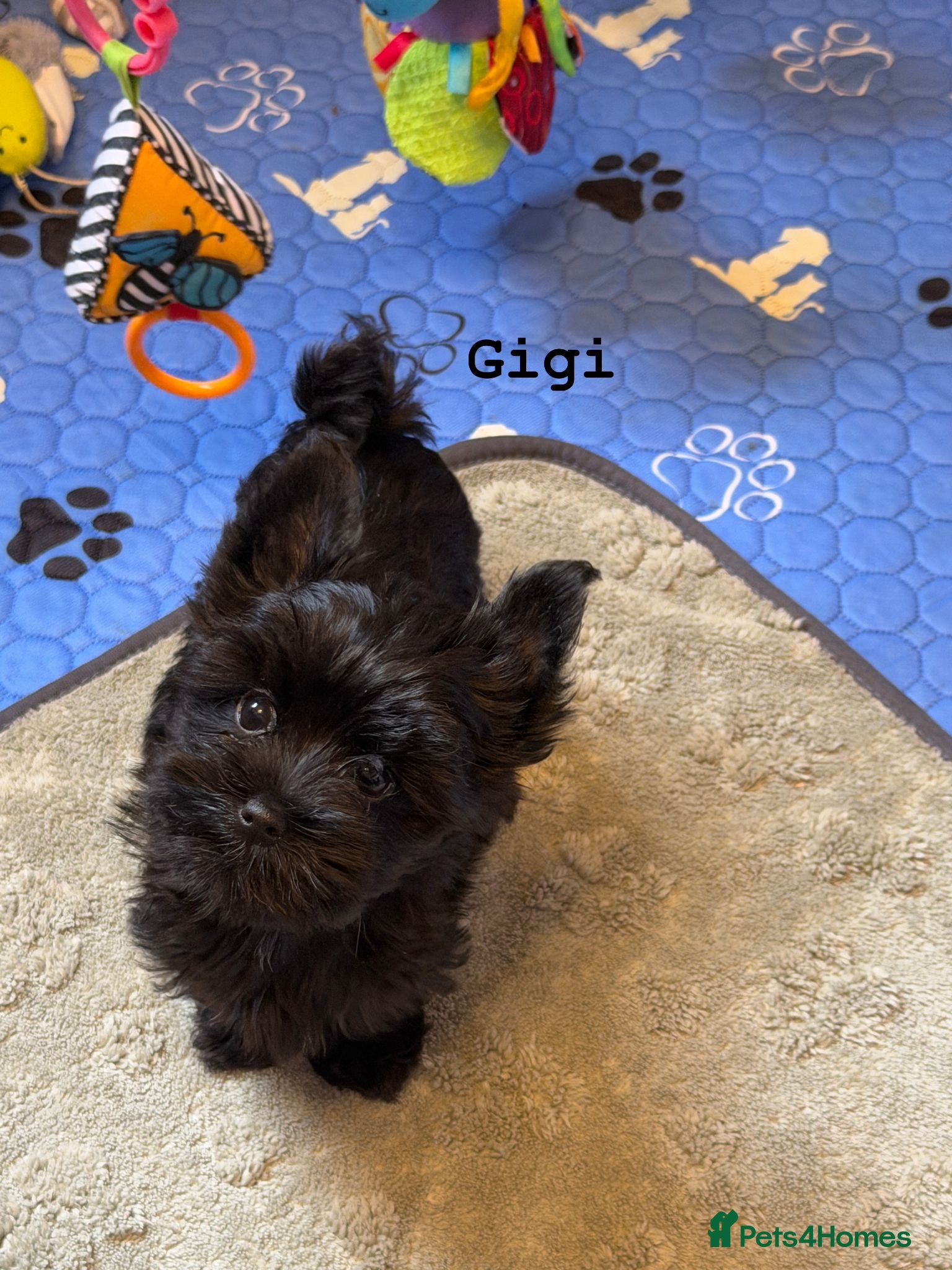 Yorkshire Terrier dogs Black Girls  Yorkshire Terrier Ready Now - Advert 2