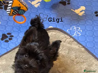 Yorkshire Terrier dogs Black Girls Yorkshire Terrier Ready Now - Advert 2