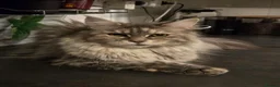 Maine Coon cats for sale: Cleo - Maine Coon - Looking for a loving home. - Advert 31