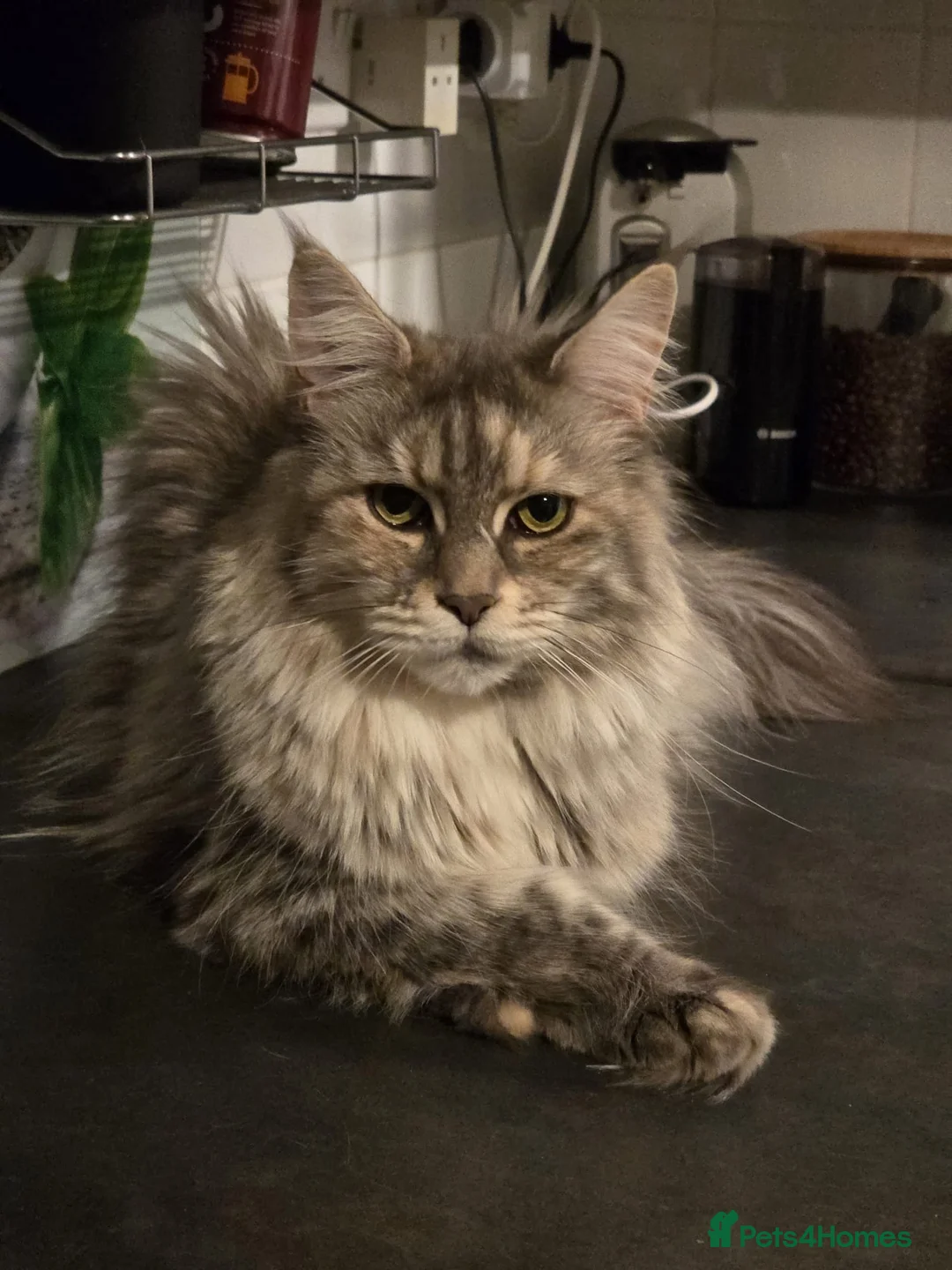 Maine Coon cats for sale: Cleo - Maine Coon - Looking for a loving home. - Advert 31