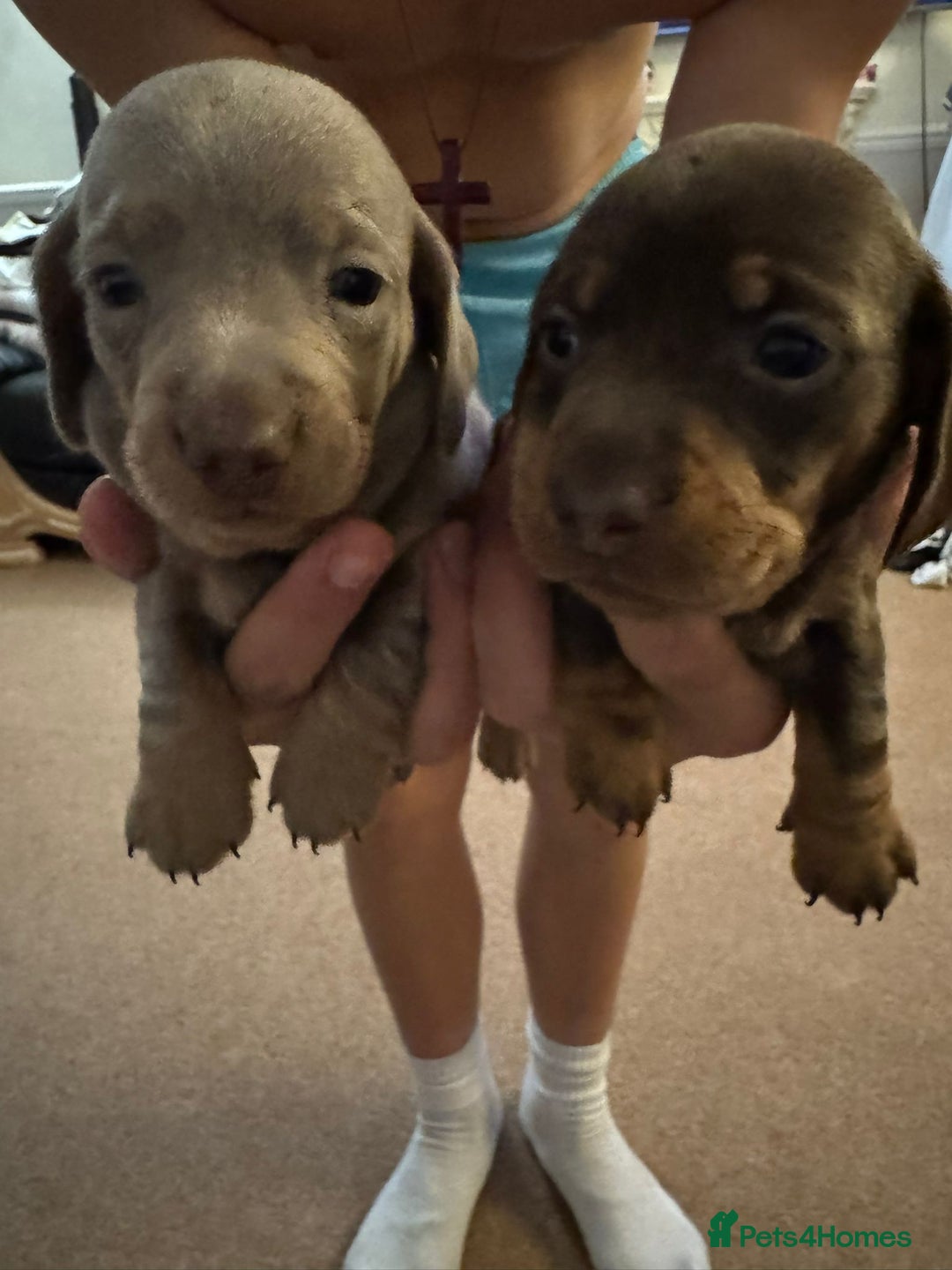Miniature Dachshund dogs for sale: Miniature dachshund puppies  - Image 6