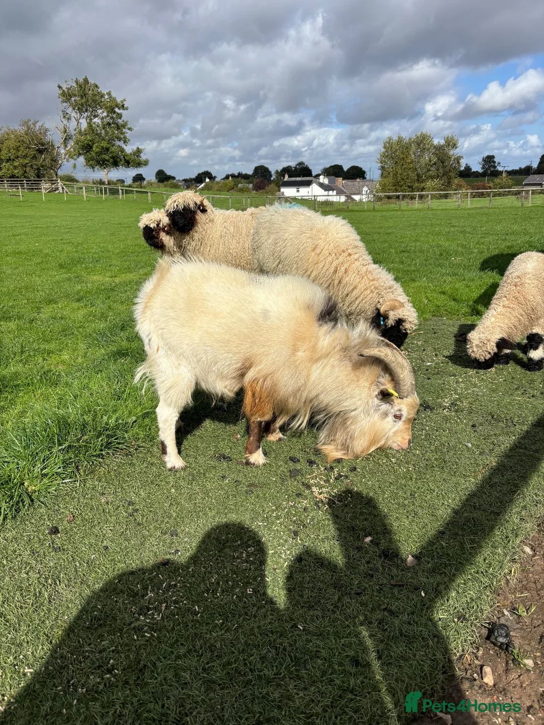 Goats livestock for sale: Pigmy goat - Advert 2