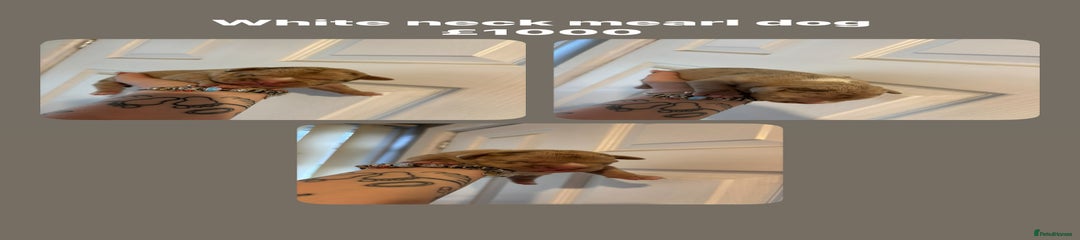 Staffordshire Bull Terrier Puppy 1