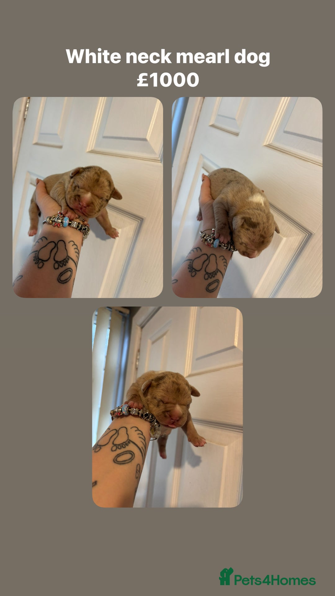 Staffordshire Bull Terrier dogs for sale: Staffy x puppy’s for sale  - Advert 5