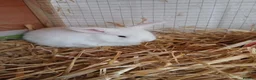 Mini Lop rabbits for sale: Beautiful MiniLop Bunnies - Advert 4