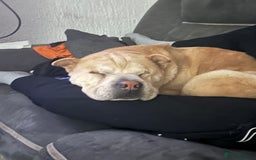 Mixed Breed dogs for sale: Shar pei rehome - Image 4