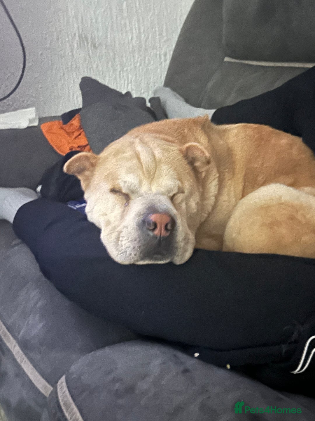Mixed Breed dogs for sale: Shar pei rehome - Image 4