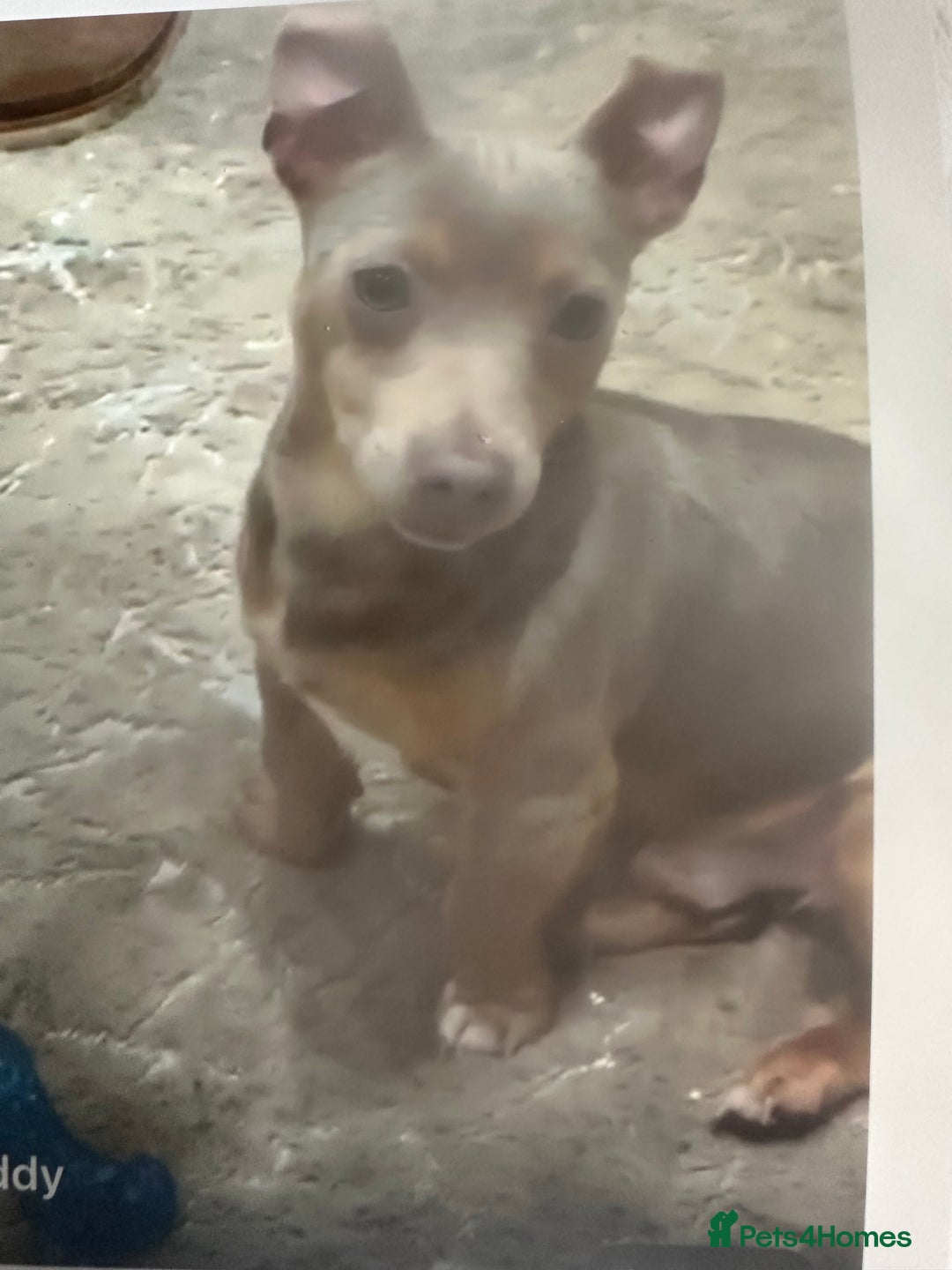 Jack Russell dogs for sale: Miniature miniature Jack Russel Puppies - Advert 3