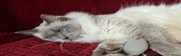 Ragdoll cats for sale: GCCFreg.parents ChampionBloodline 5GENpedigree BSH - Advert 6