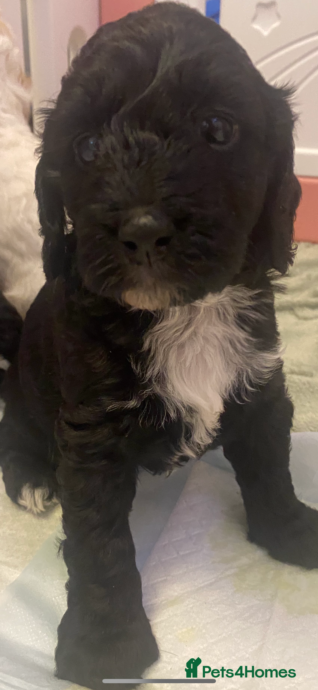 Cockapoo dogs for sale: Beautiful F2 Cockapoo Puppies  - Advert 3