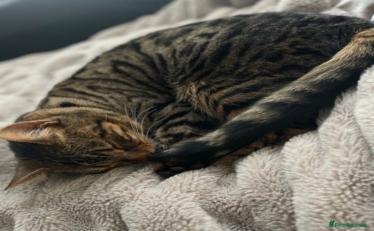 Bengal cats - Advert 1