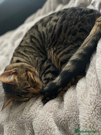 Bengal cats - Advert 19