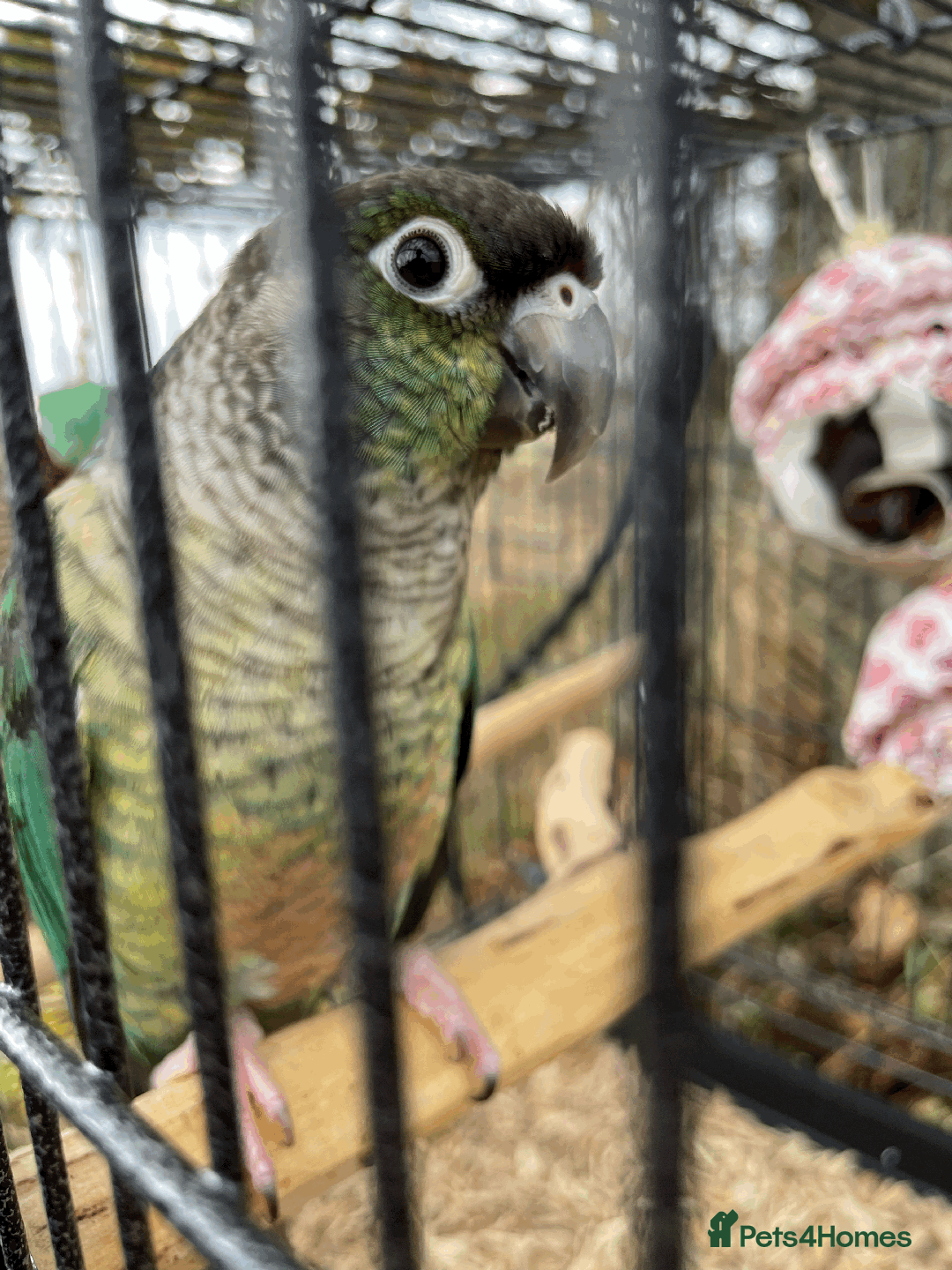 Conures birds for sale: Green Cheek Conure  - Advert 4