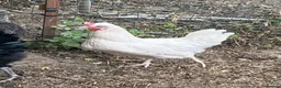 Chickens poultry for sale: Pol hens and older hens  - Advert 3