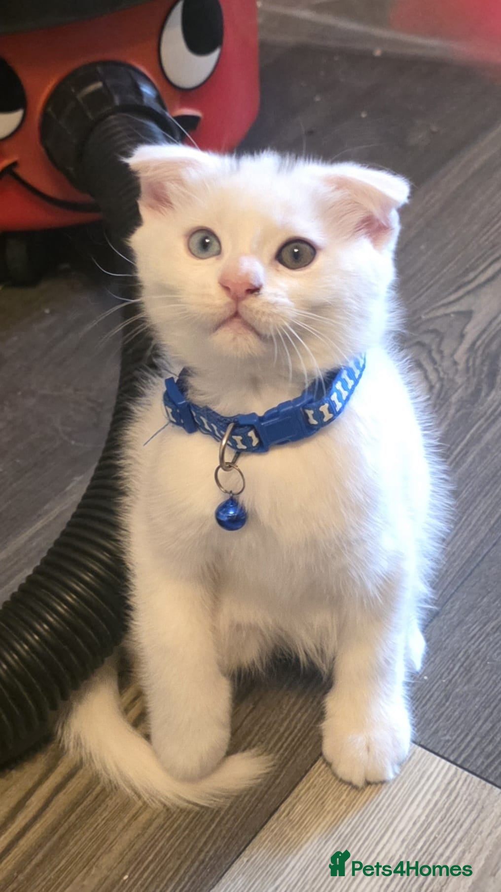 Mixed Breed cats Maine coon x Scottish fold  - Advert 2