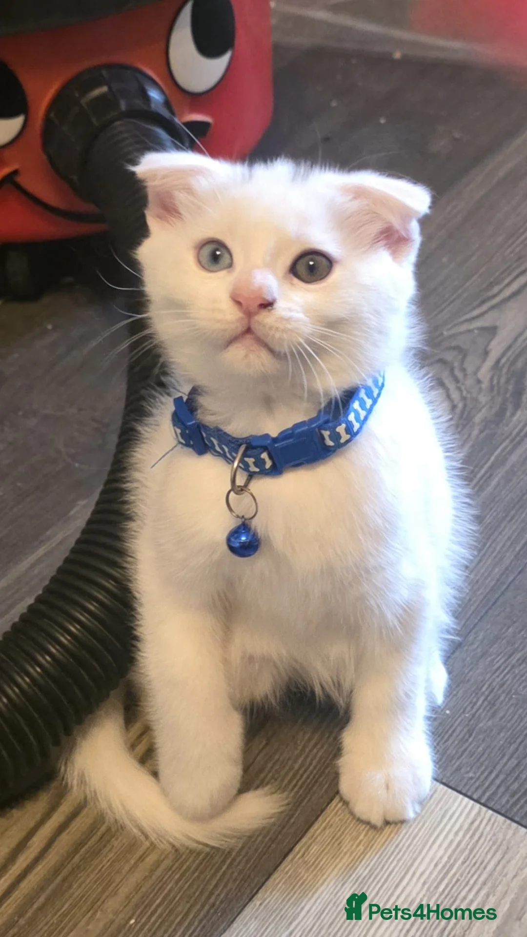 Mixed Breed cats for sale: Maine coon x Scottish fold  - Advert 1