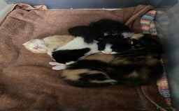 Mixed Breed cats for sale: 5 gorgeous kittens - Image 1