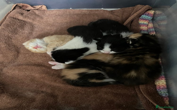 Mixed Breed cats - Advert 6