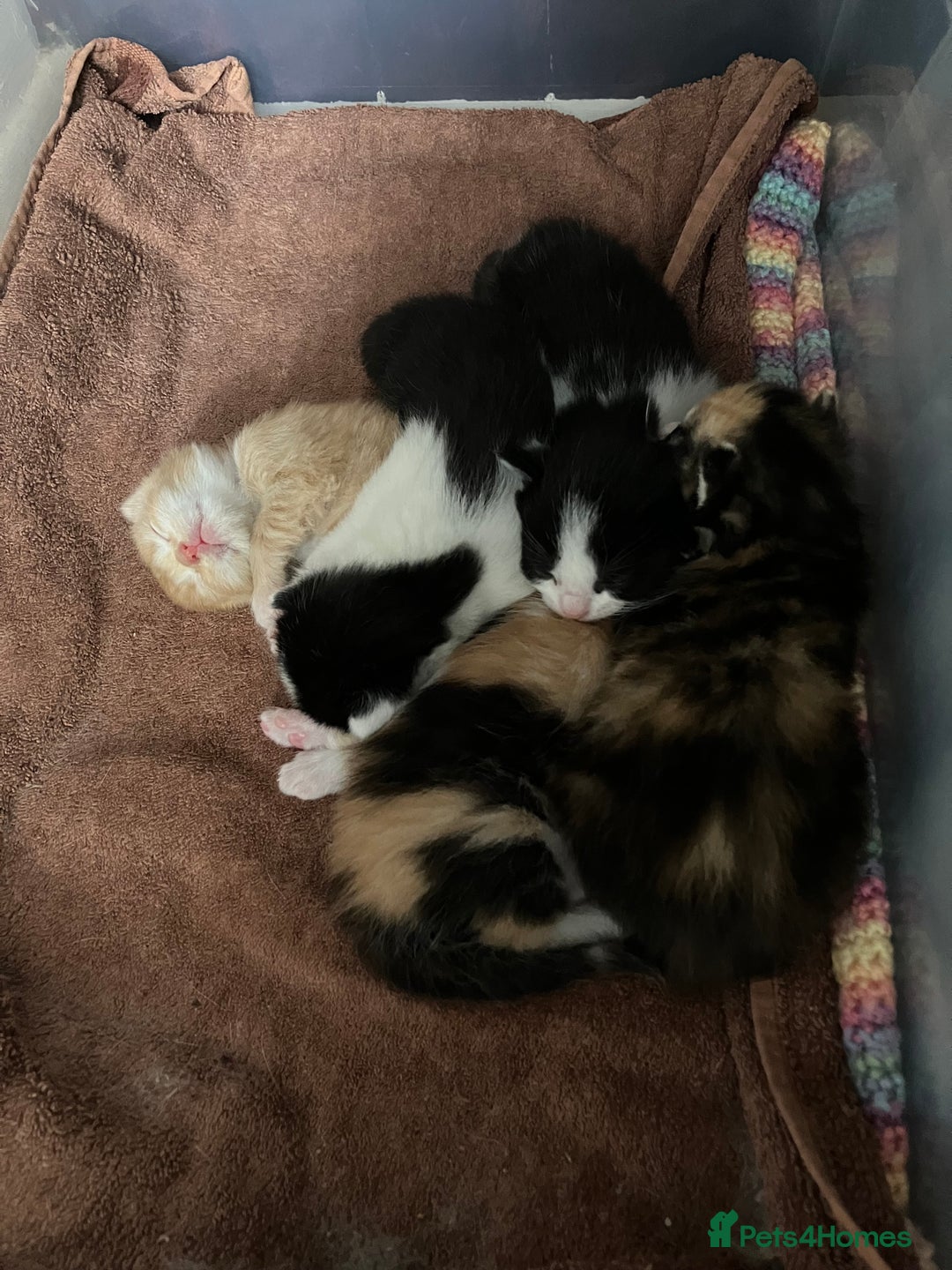 Mixed Breed cats for sale: 5 gorgeous kittens - Image 1