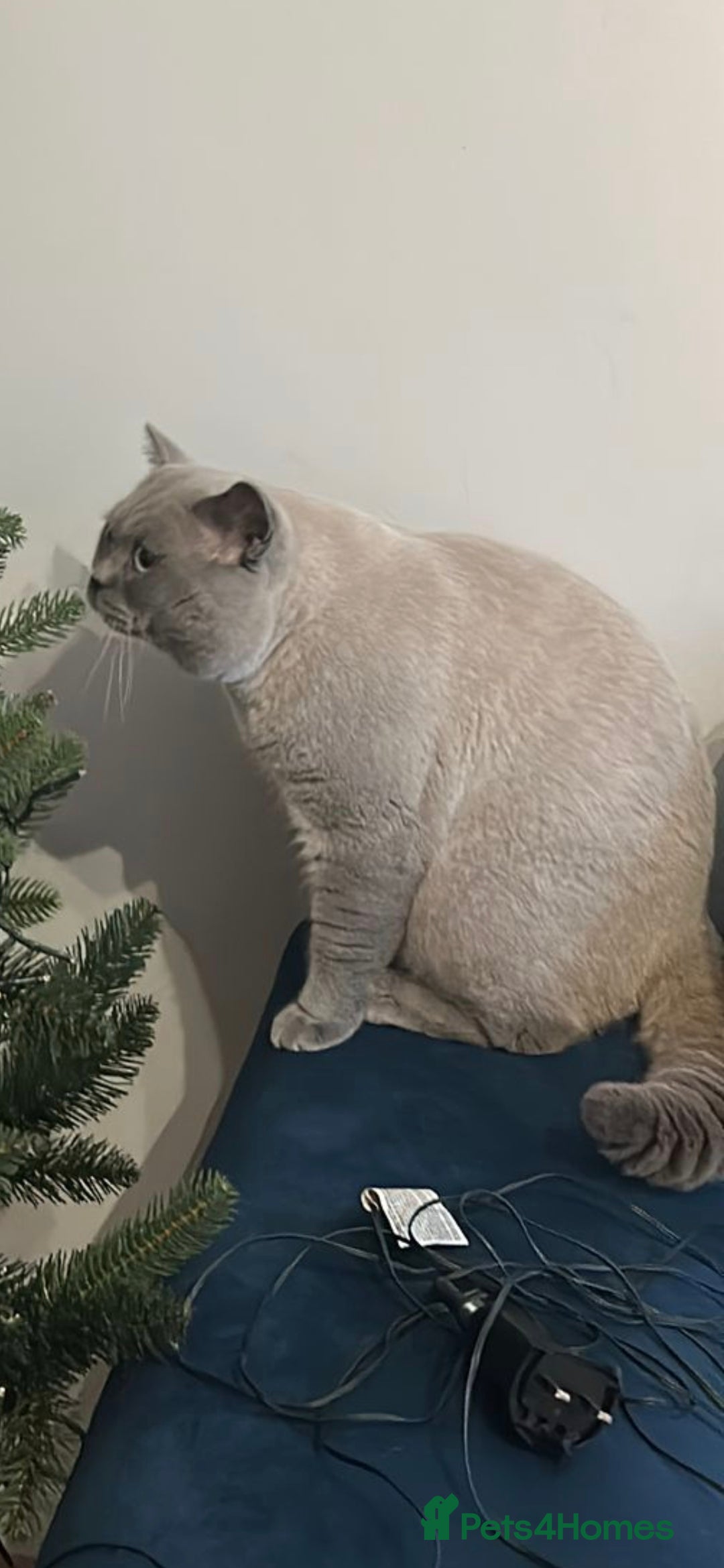 British Shorthair cats for sale: British Shorthair colourpoint - Advert 4