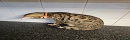 Bengal cats for sale: Silver/ mink bengals kittens  - Advert 24