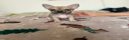 Chihuahua dogs for sale: Chuhuahua  - Advert 9