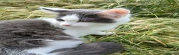 British Longhair cats for sale: 2 fluffy male kittens - Advert 18