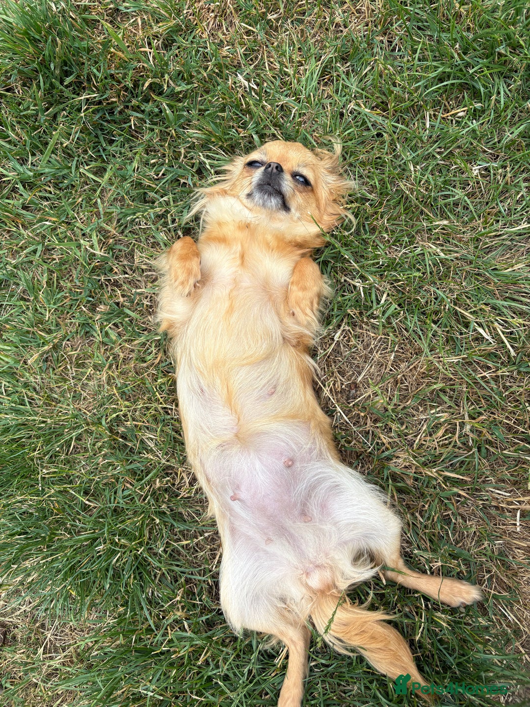 Chihuahua dogs for sale: REDUCED last long hair female pup. - Image 2