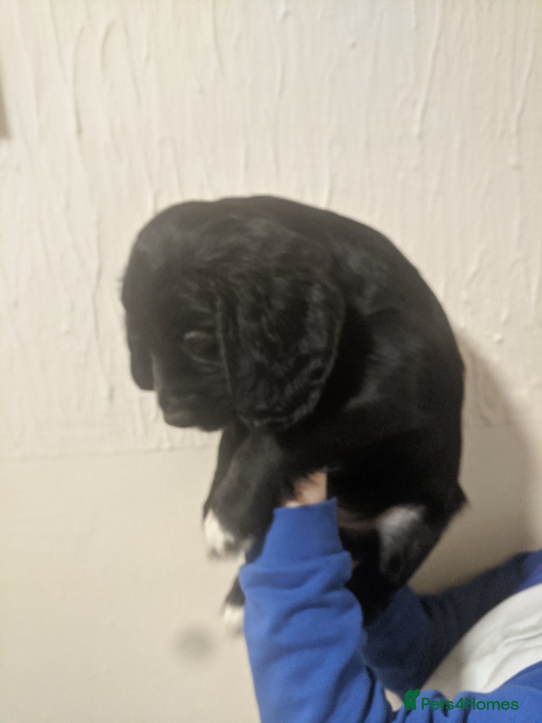 Cocker Spaniel dogs for sale: Only 3 beautiful kc working cocker spaniels left  - Advert 10