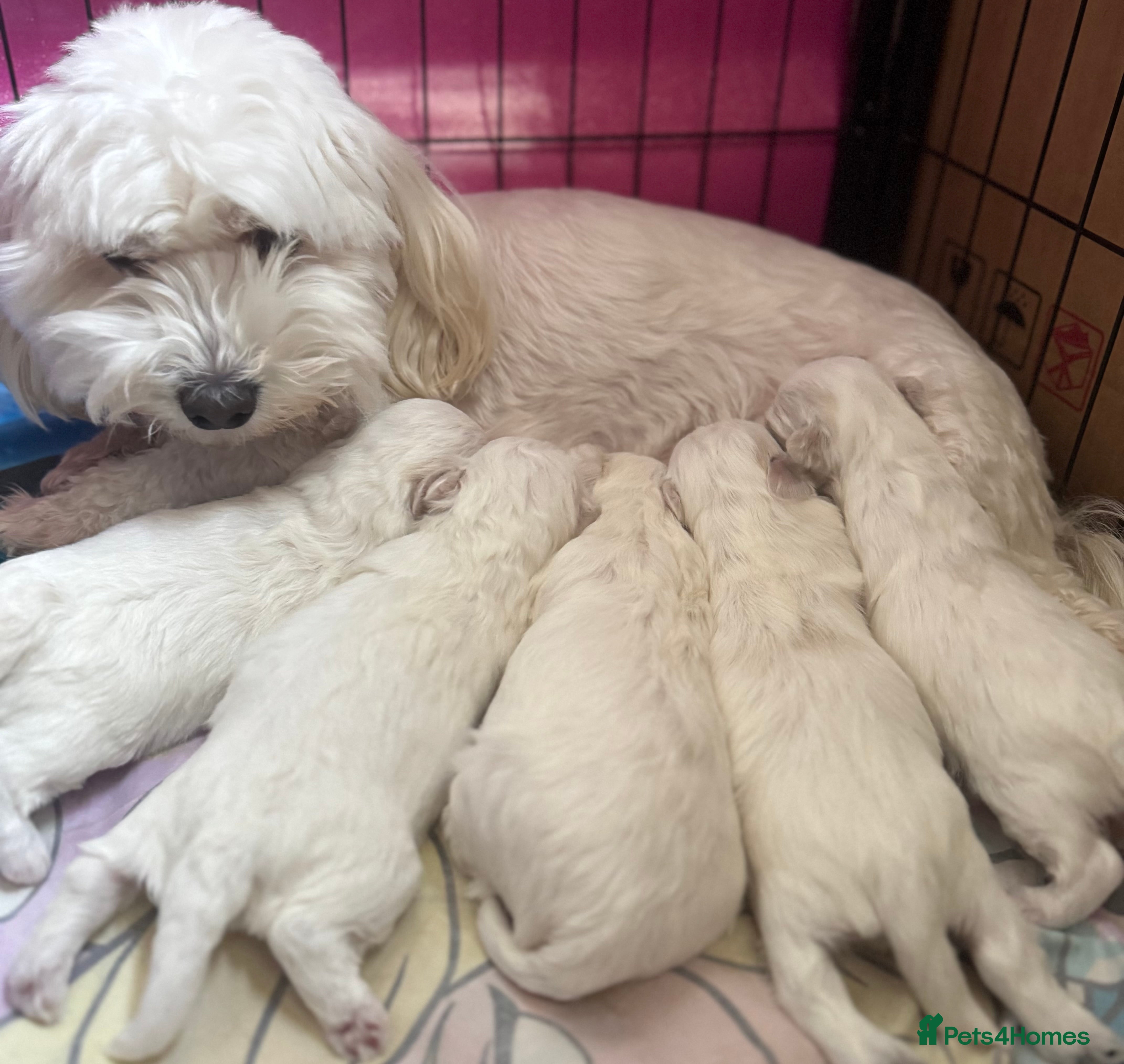 Maltese dogs Pure white Maltese puppies  - Advert 8