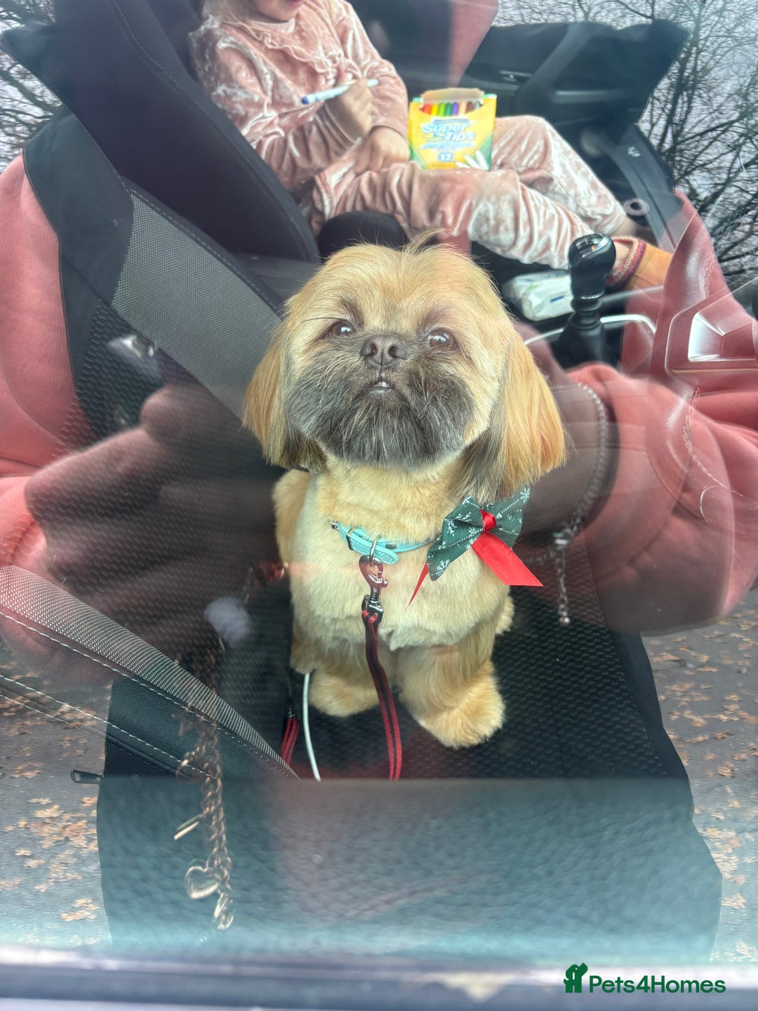 Shih Tzu dogs for stud: shih tzu/half imperial chocolate/liver genes  - Advert 4