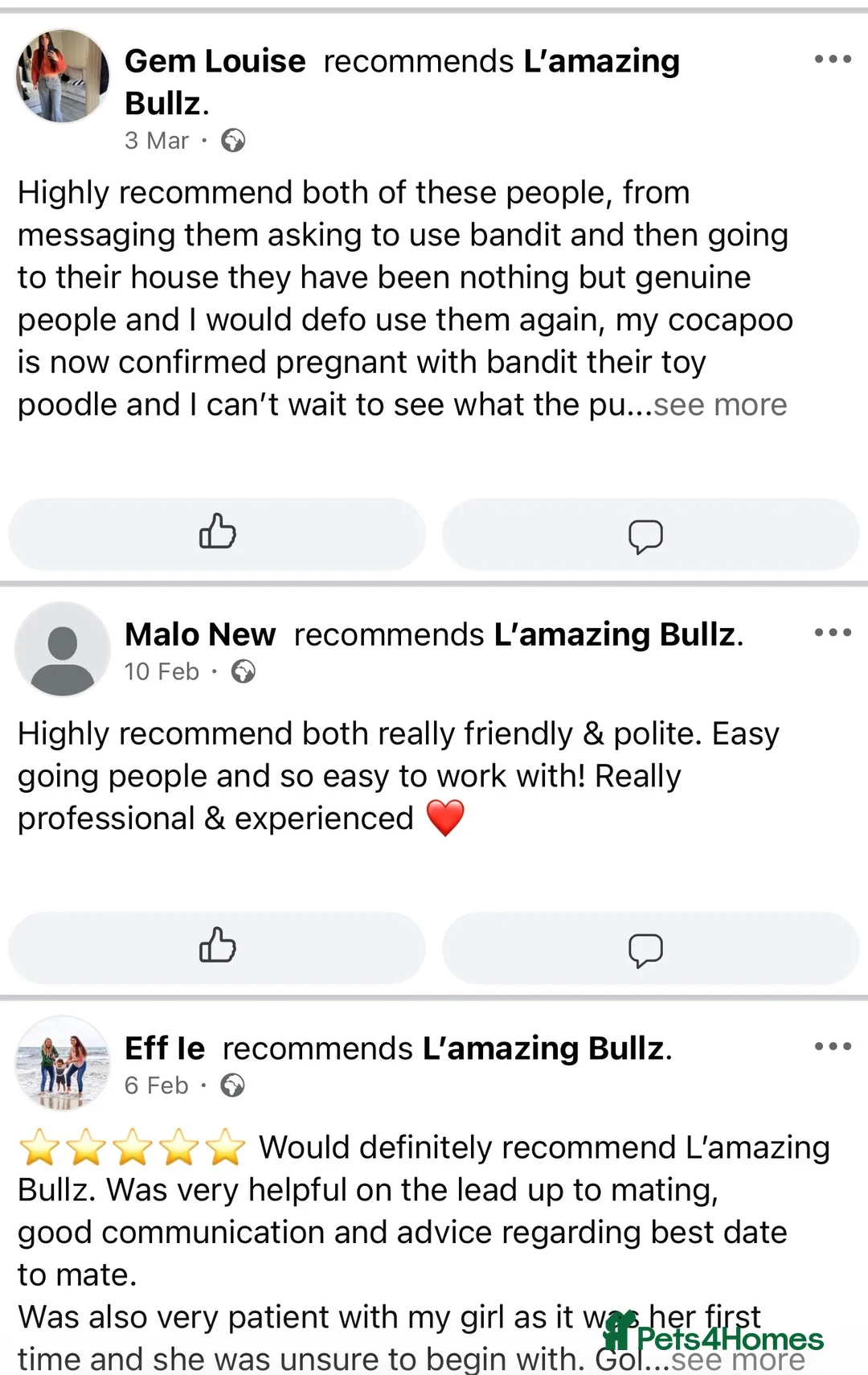 Toy Poodle dogs for stud: 5* health checked merle toy poodle licensed DNA  - Advert 20