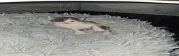 Mixed Breed cats for sale: 4 beautiful kittens in Merthyr Tydfil - Advert 3